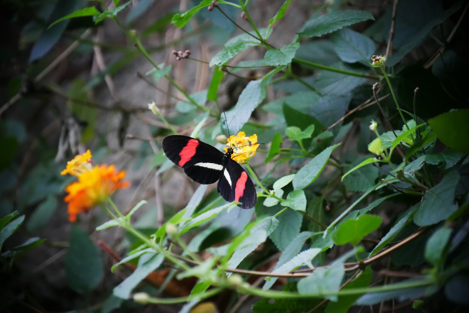 Panasonic Lumix DMC-G85 (Lumix DMC-G80) sample photo. Butterfly, flower, insects photography