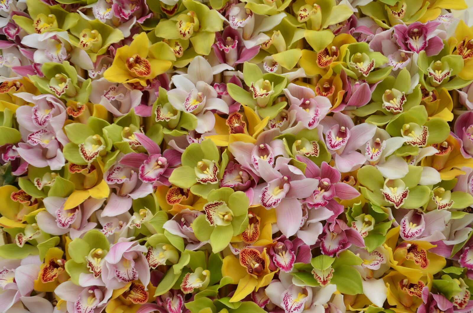 Nikon D5100 sample photo. Orchids, blütenmeer, background photography