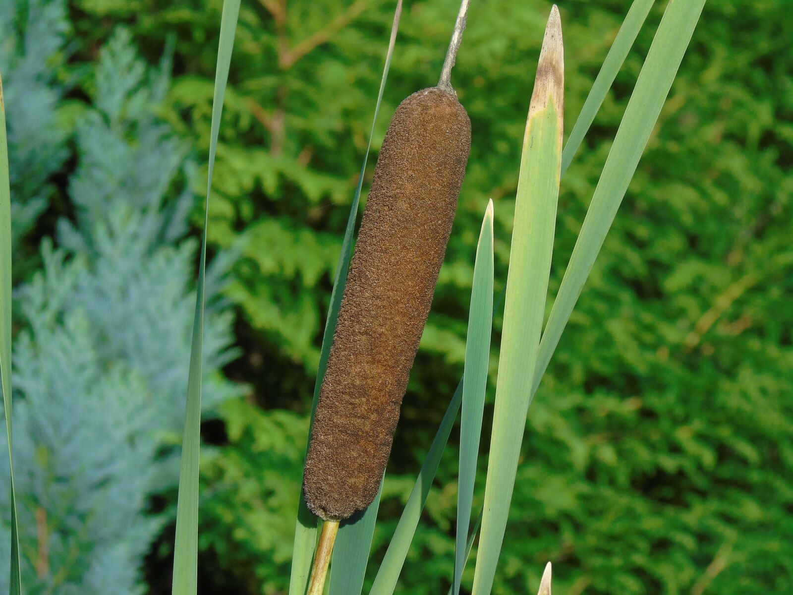 Sony Cyber-shot DSC-H400 sample photo. Reed, cattail, aquatic plant photography