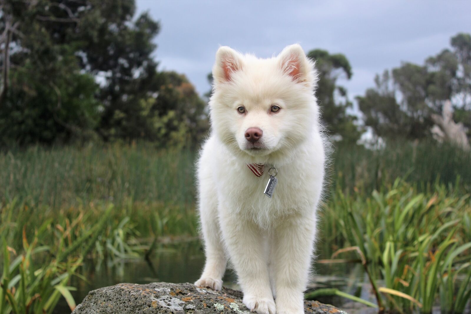 Canon EOS 1200D (EOS Rebel T5 / EOS Kiss X70 / EOS Hi) sample photo. Nature, dog, cute photography