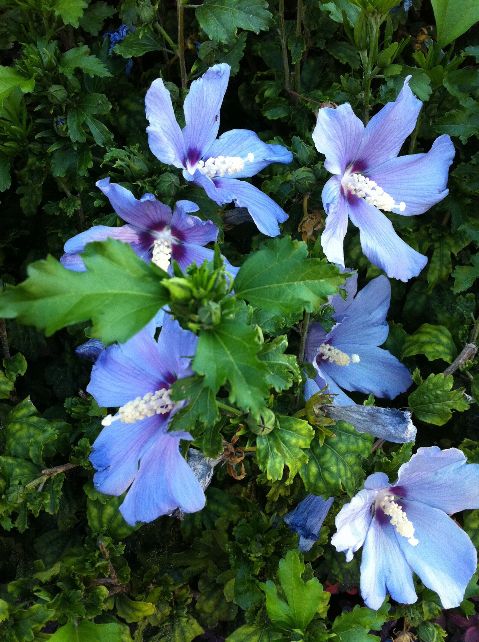 Apple iPhone 4 sample photo
