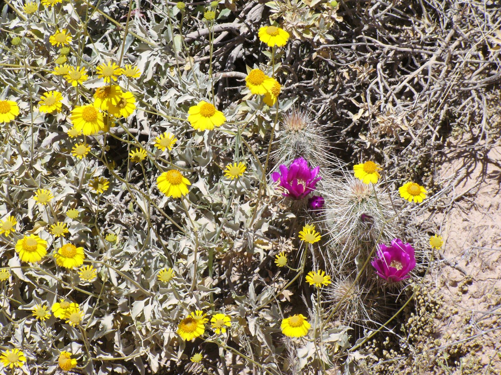 Panasonic DMC-LZ3 sample photo. Arizona, wildflowers, desert photography