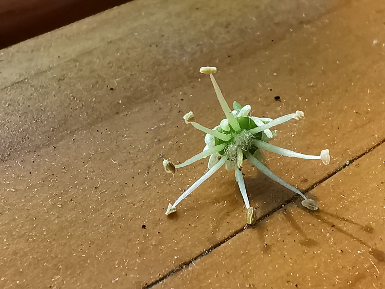 HUAWEI P30 Pro sample photo. Plants, macroworld, microscope photography