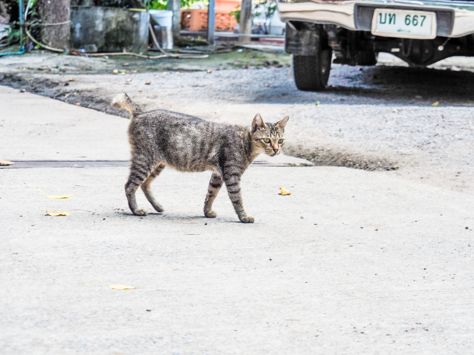 Olympus OM-D E-M10 II + OLYMPUS M.14-150mm F4.0-5.6 II sample photo. Animal, photography, cat photography