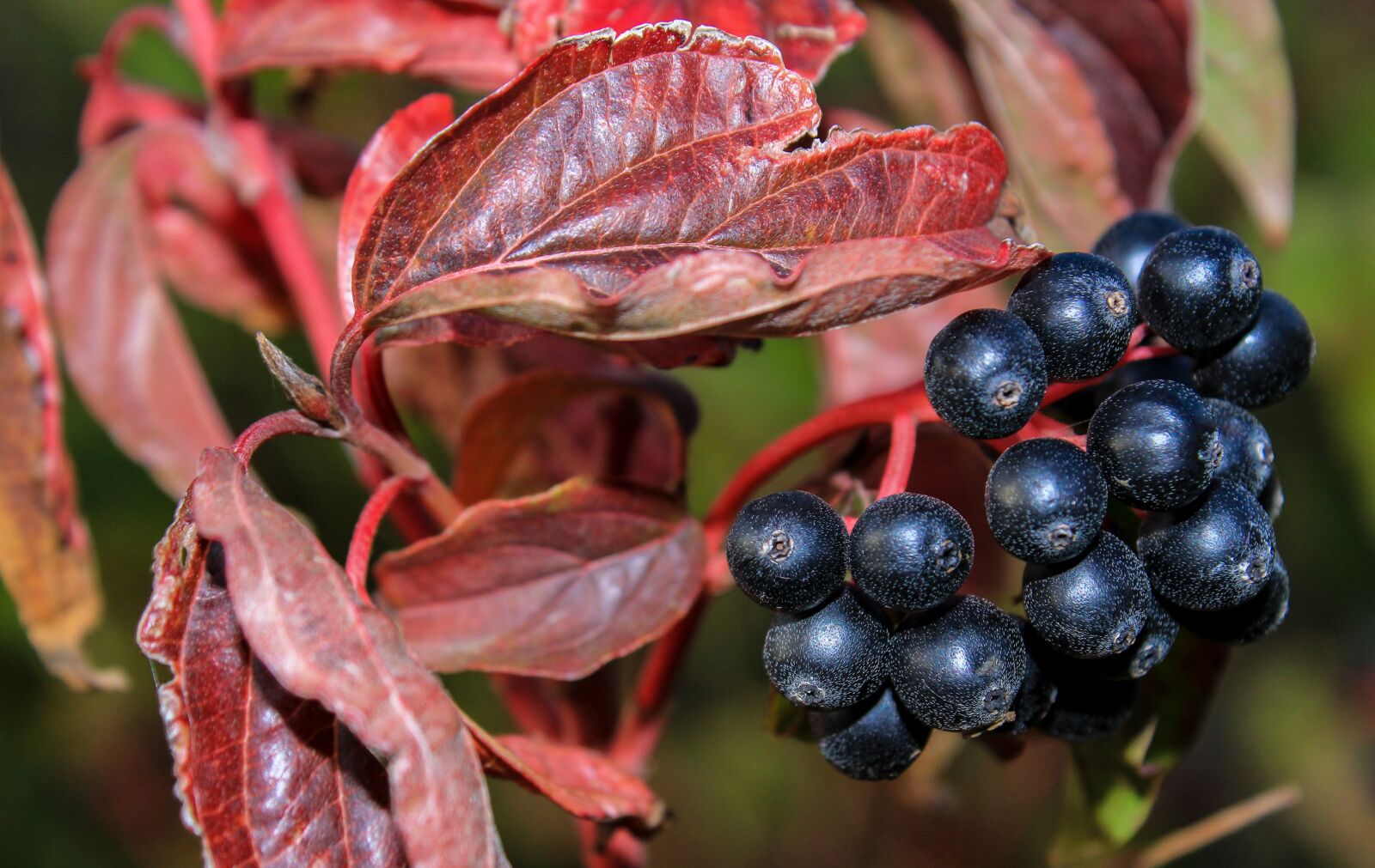 Canon EOS 2000D (EOS Rebel T7 / EOS Kiss X90 / EOS 1500D) sample photo. Berries, branch, snow photography