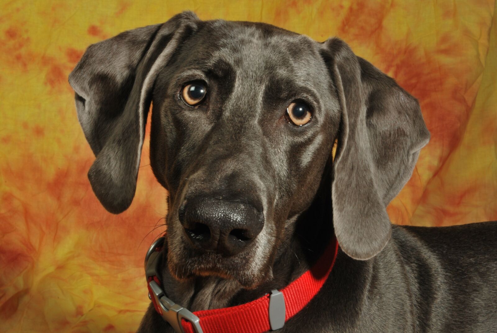 Nikon D60 sample photo. Dog, brown, pet photography