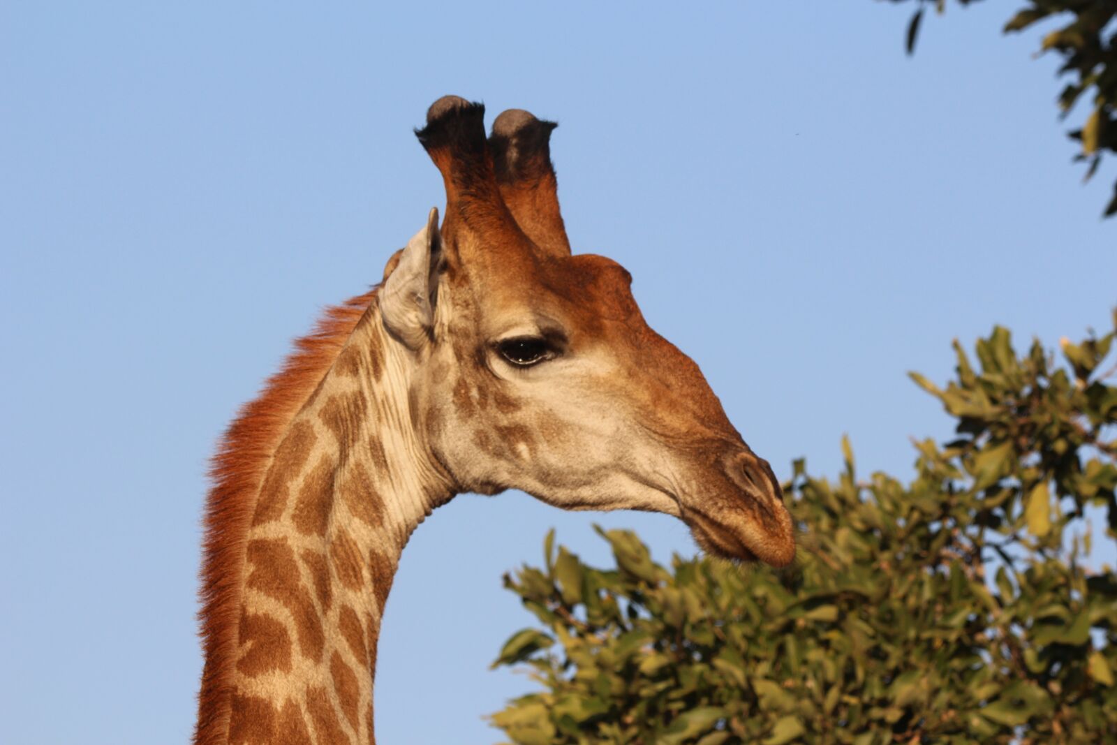 150-600mm F5-6.3 DG OS HSM | Contemporary 015 sample photo. Giraffe, africa, kruger photography