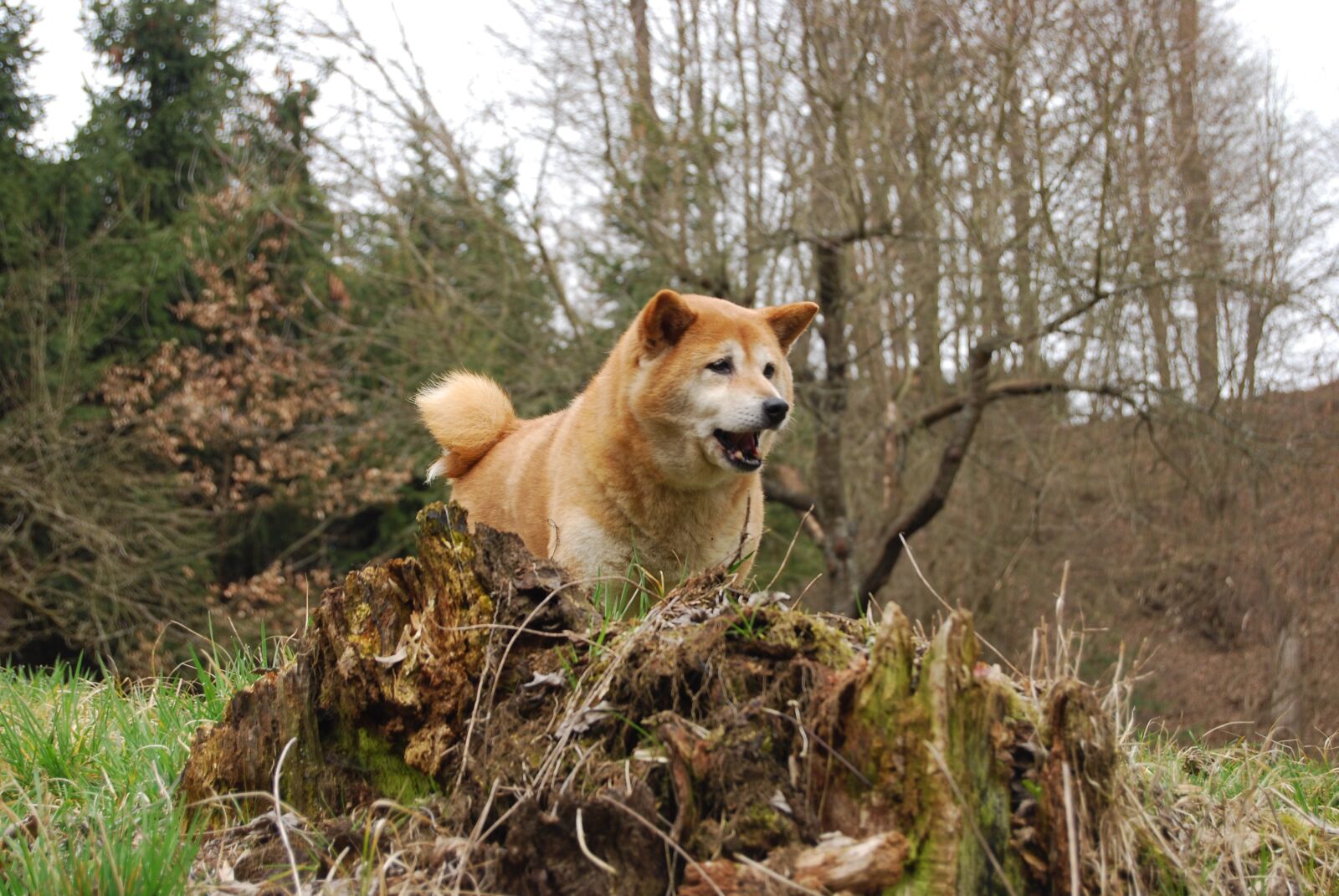 Nikon D40X sample photo. Dog, eliška, shiba-ins photography