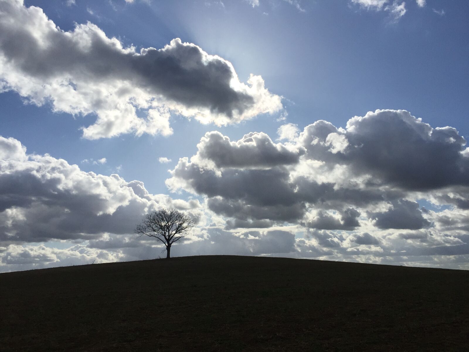 iPhone 6 Plus back camera 4.15mm f/2.2 sample photo. Sun, tree photography