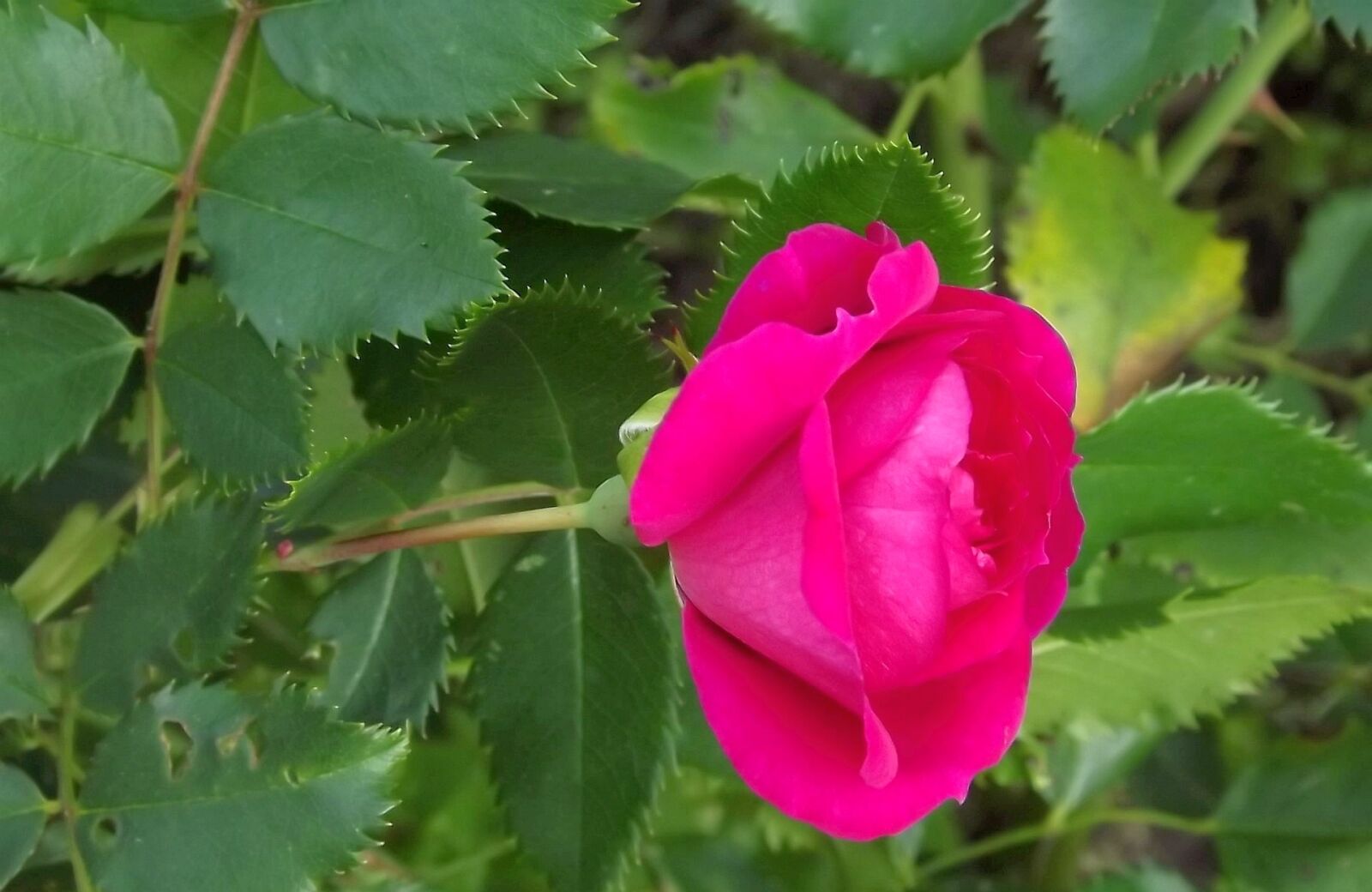 Fujifilm FinePix S3400 sample photo. Plant, flower, pink rose photography