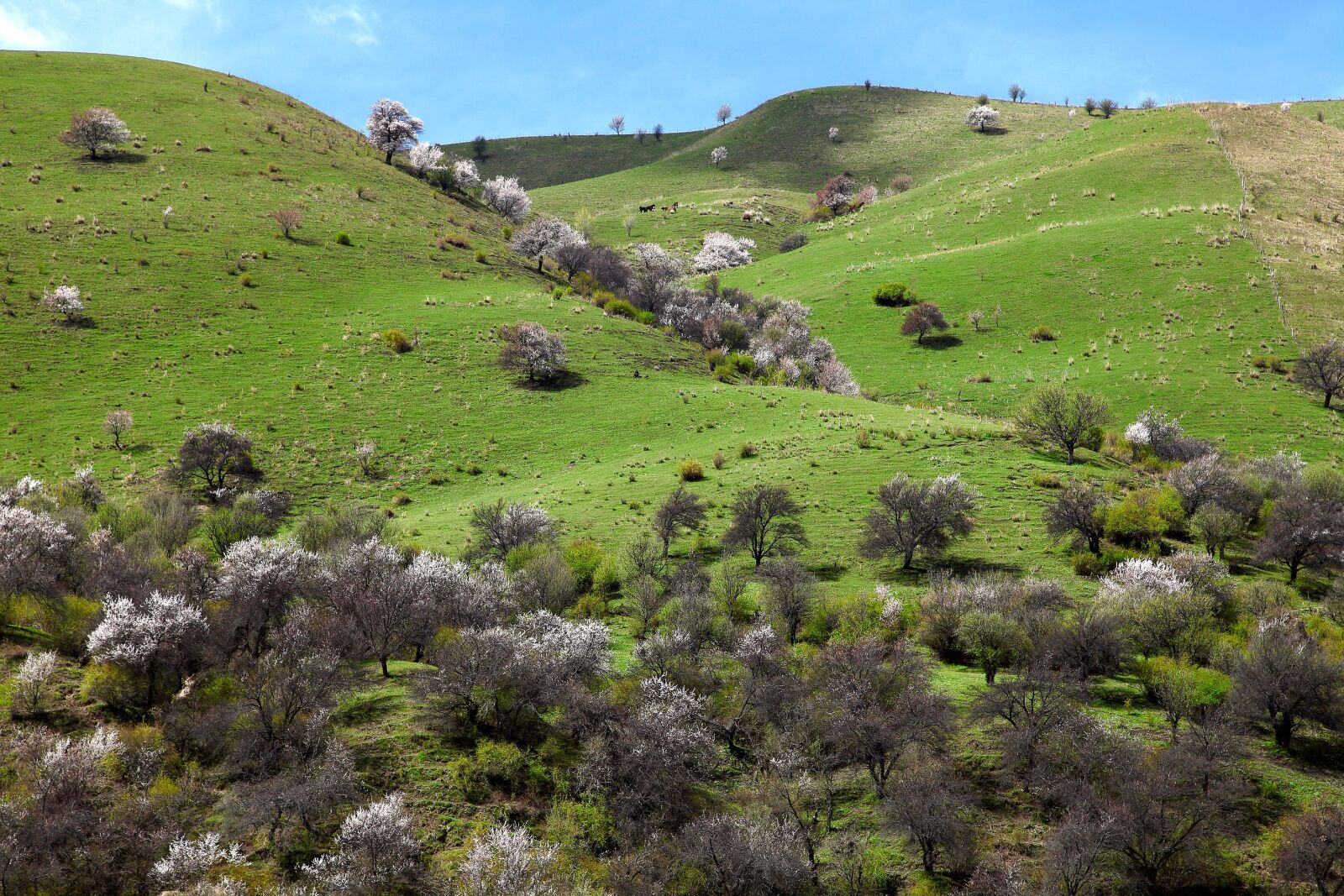 Canon EOS 5D Mark II sample photo. Landscape, nature, lawn photography
