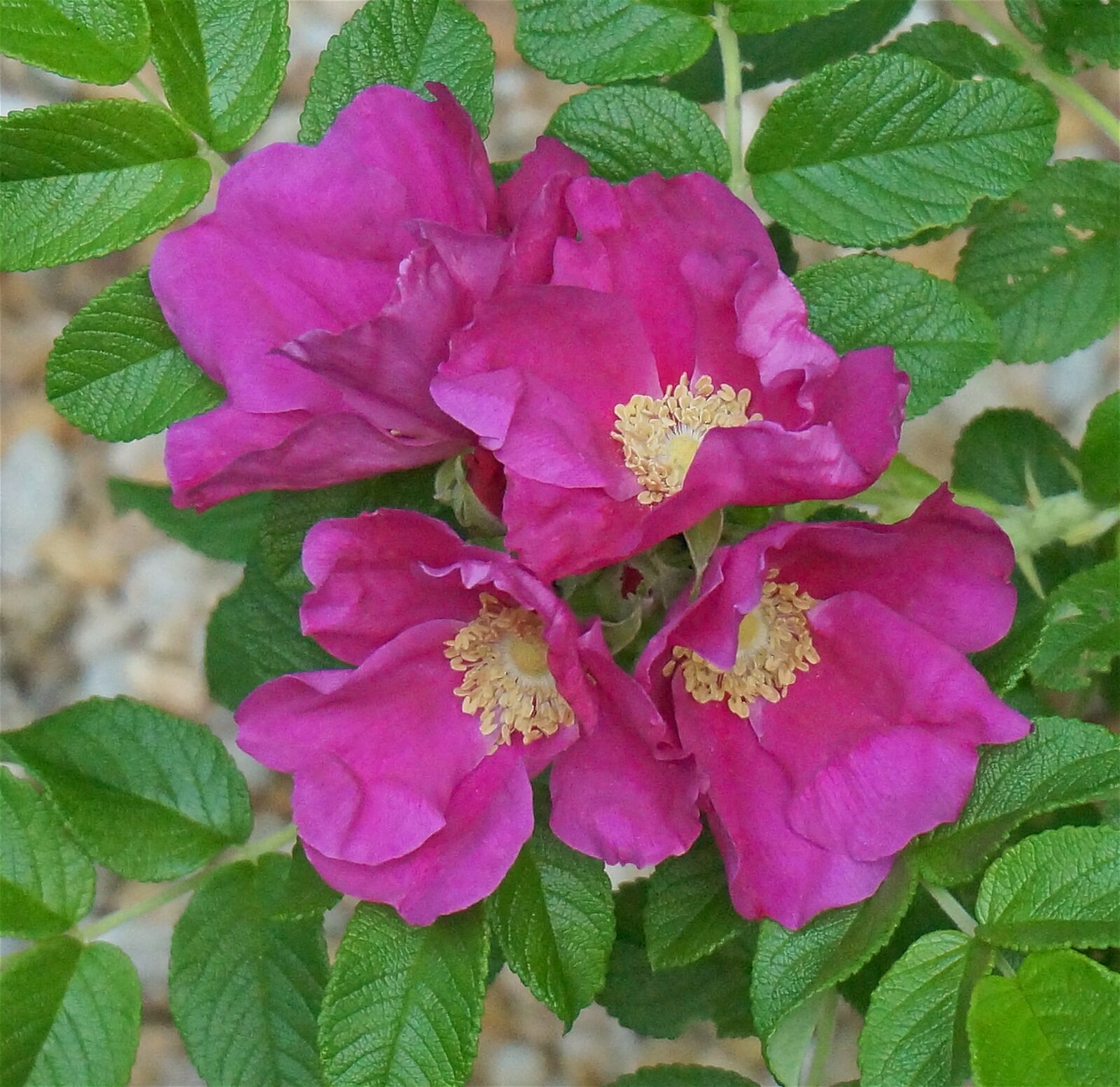 Sony Alpha NEX-5T sample photo. Rugosa rose quartet, rugosa photography
