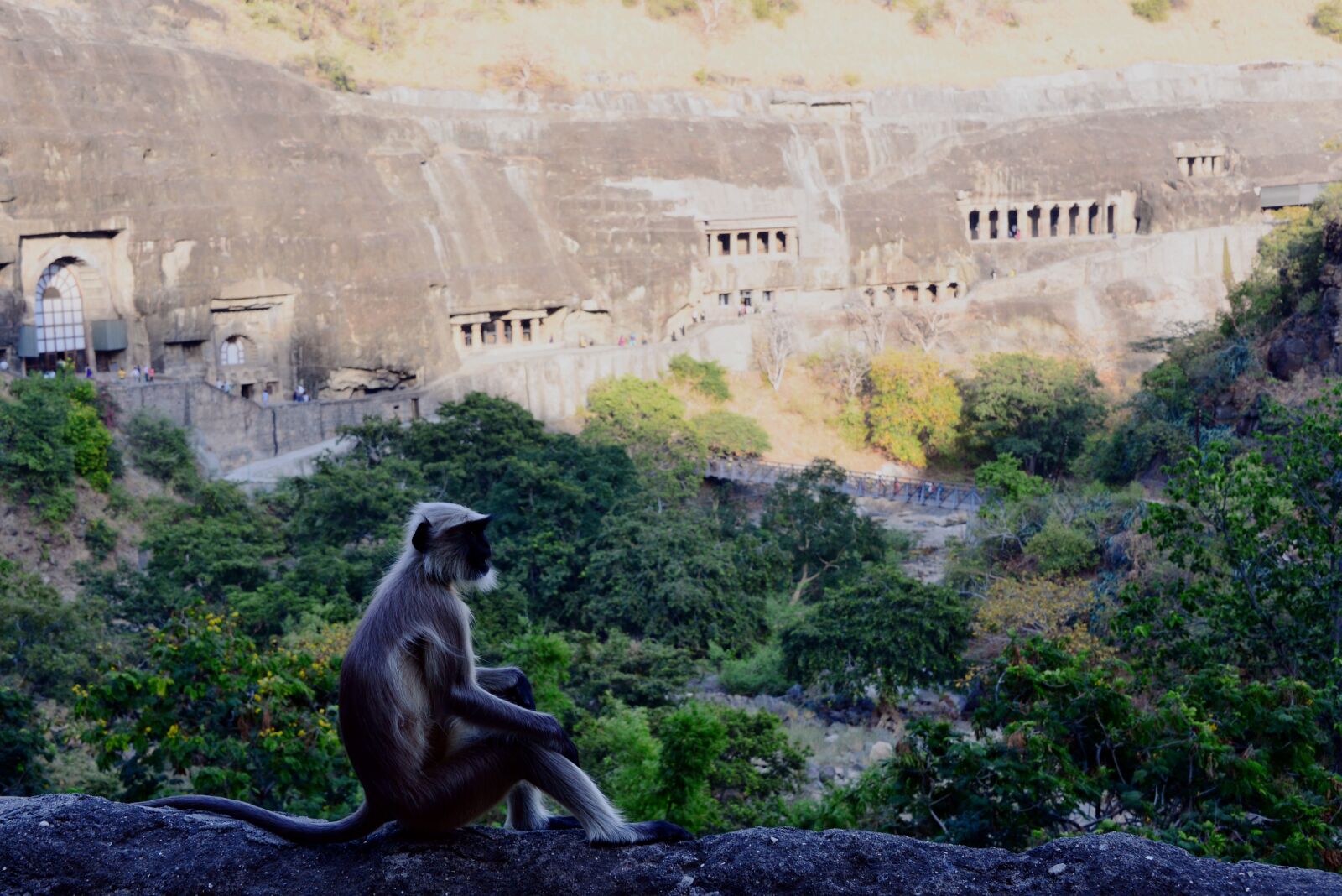 Nikon D610 sample photo. Monkey, animal, ajanta caves photography