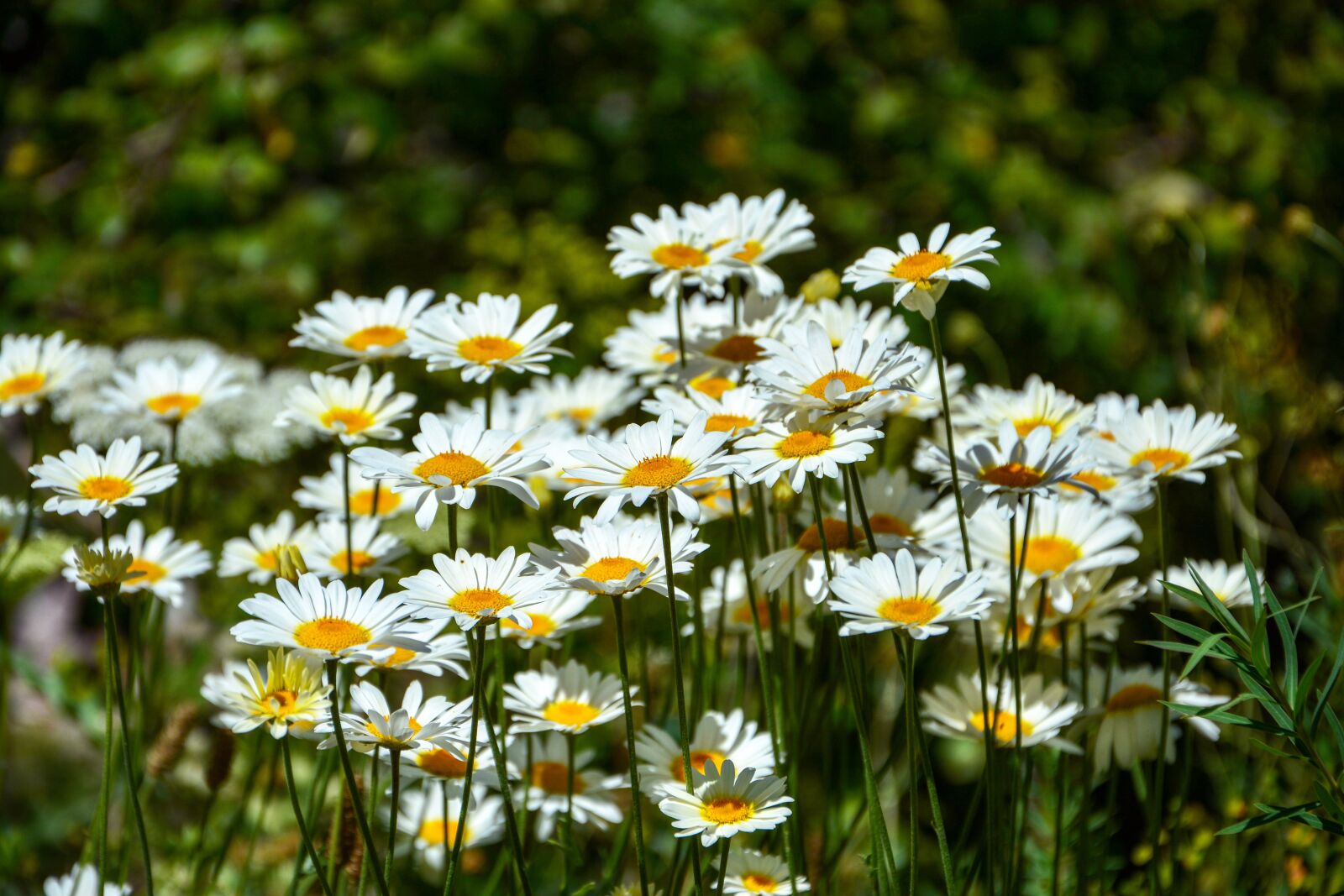 Nikon D7100 sample photo. Daisies, flower, nature photography