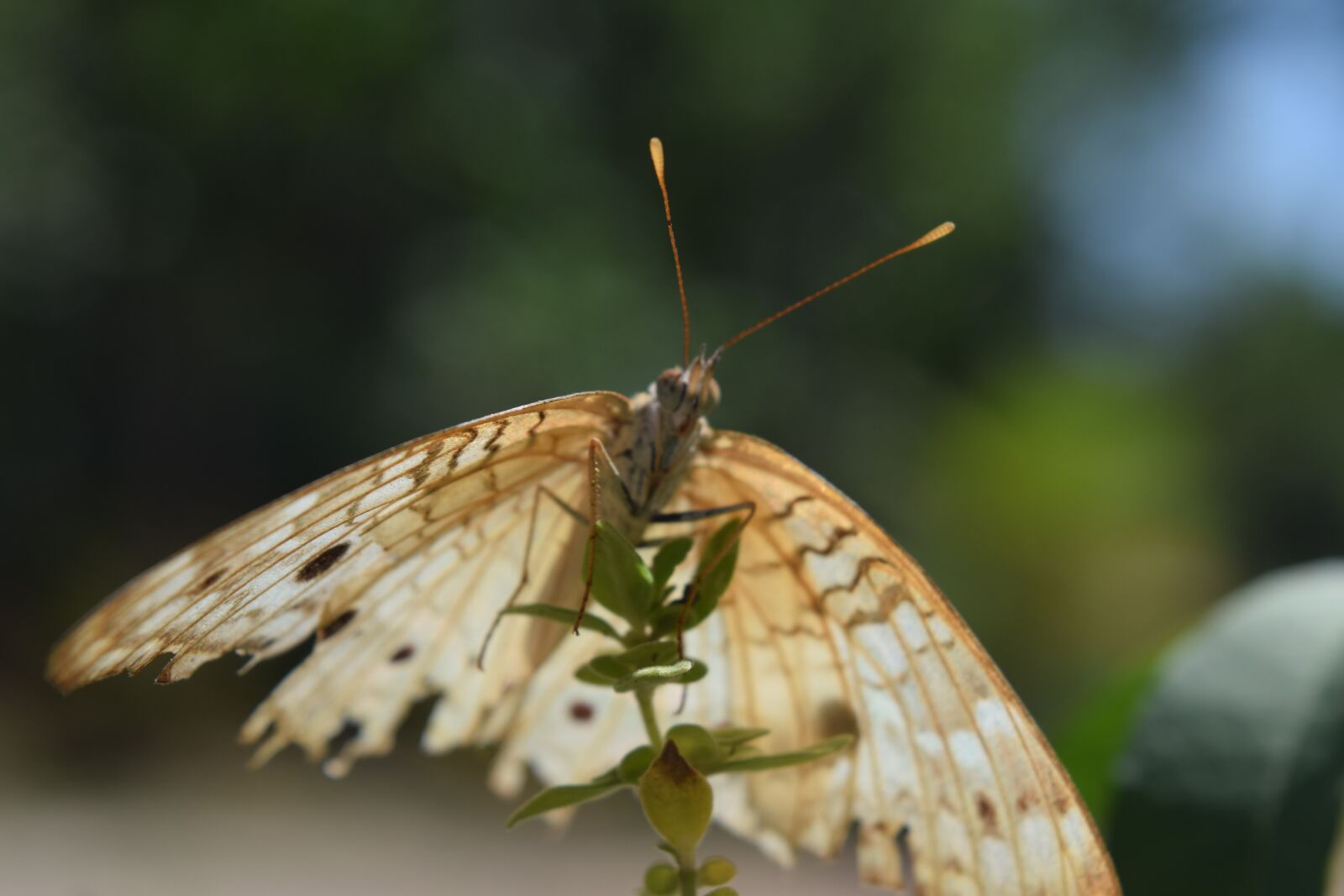 Nikon D5300 sample photo. Butterfly, nature, wing photography