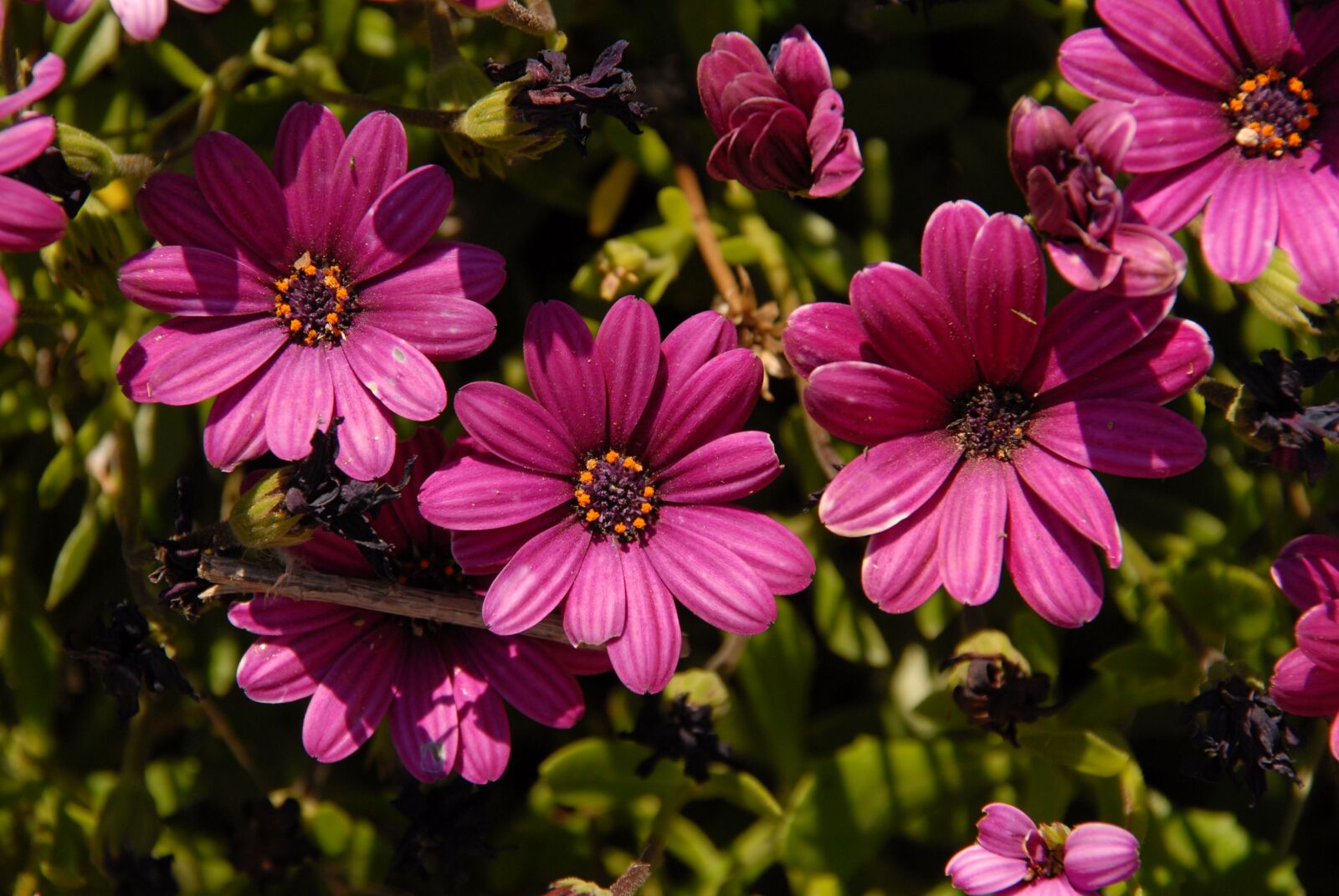 Nikon D200 sample photo. Summer, nature, beauty photography