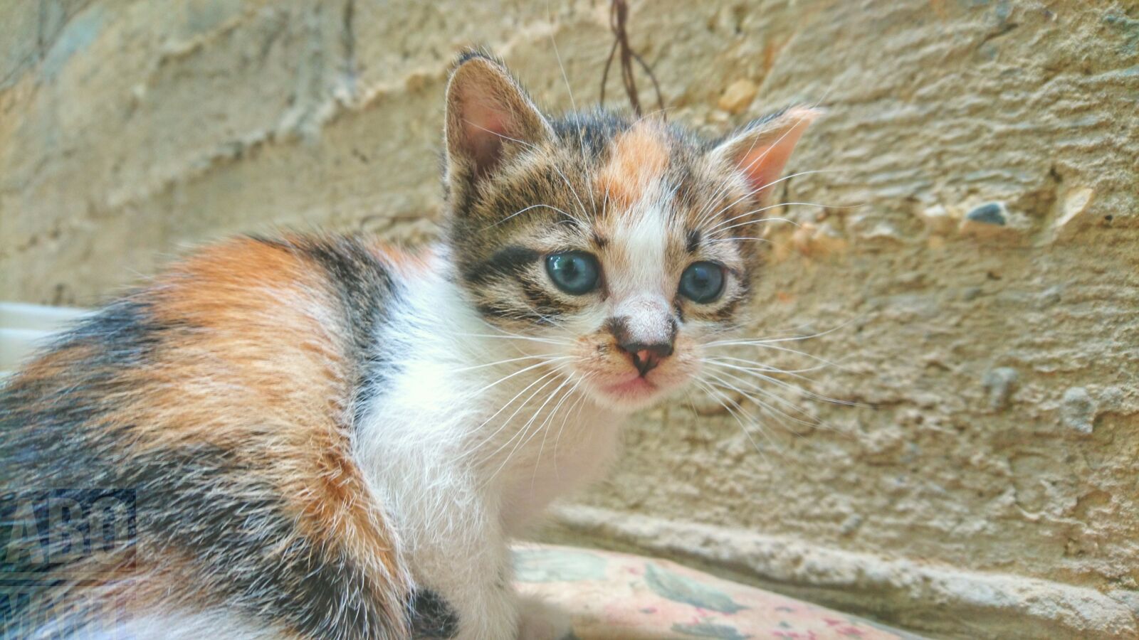 Sony Xperia Z5 sample photo. Cat, cute, baby, sweet photography