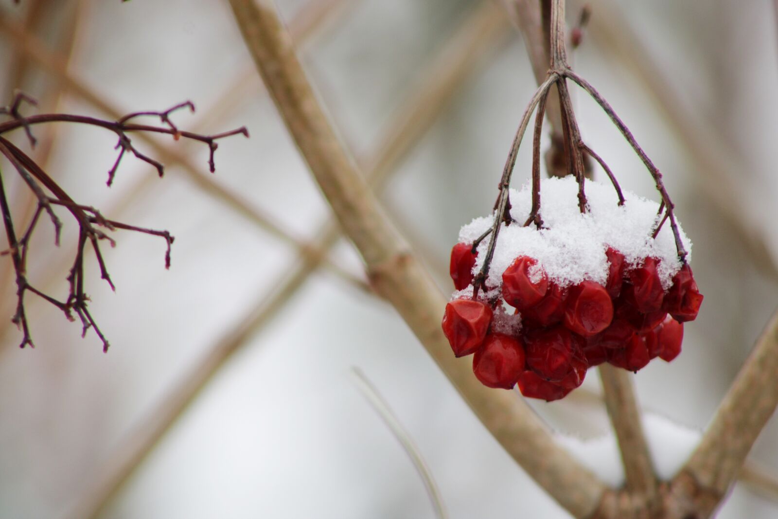 Canon EOS 2000D (EOS Rebel T7 / EOS Kiss X90 / EOS 1500D) sample photo. Berries, red, winter photography