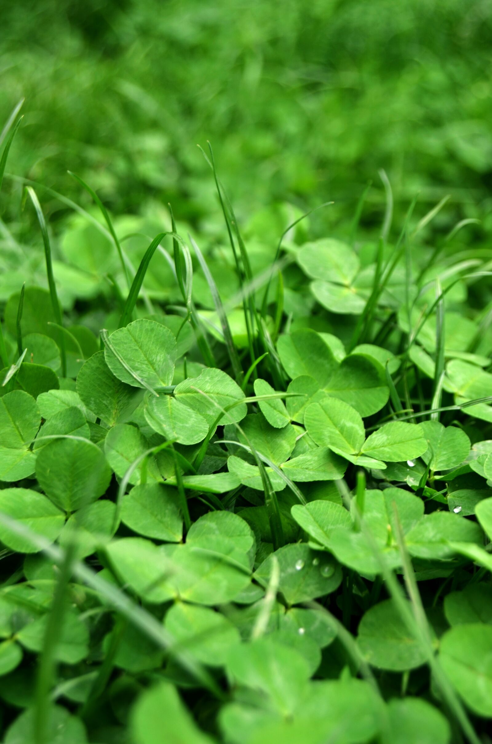 Nikon D5100 sample photo. Grass, spring, green photography