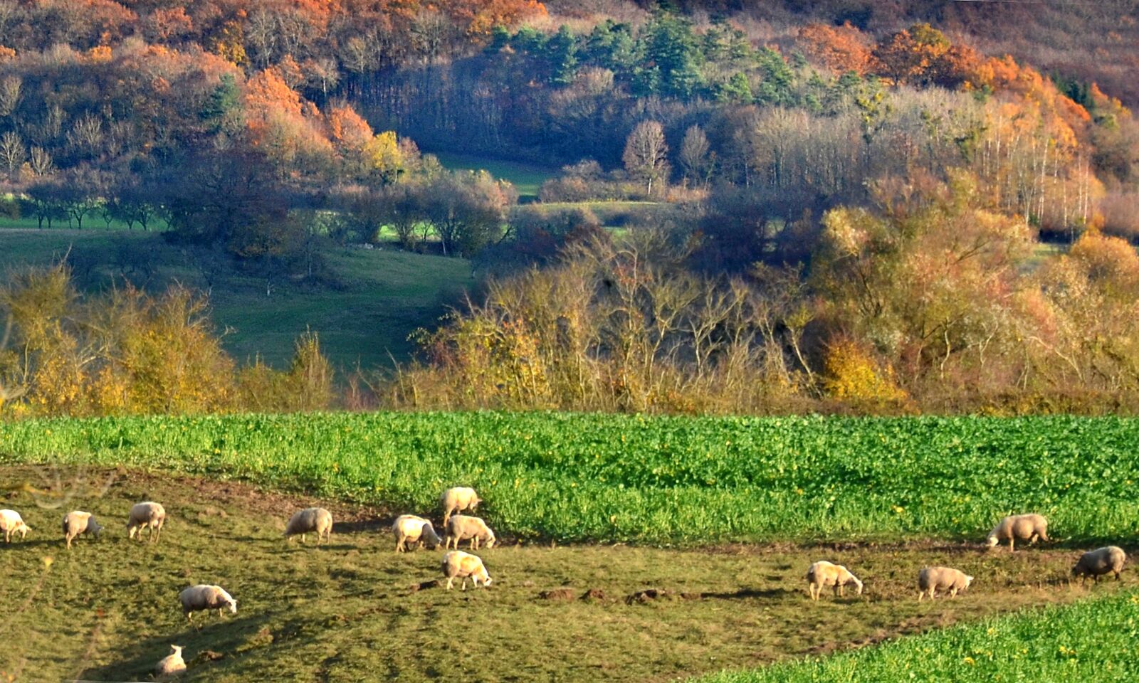 Nikon D5100 sample photo. Sheep, autumn, countryside photography