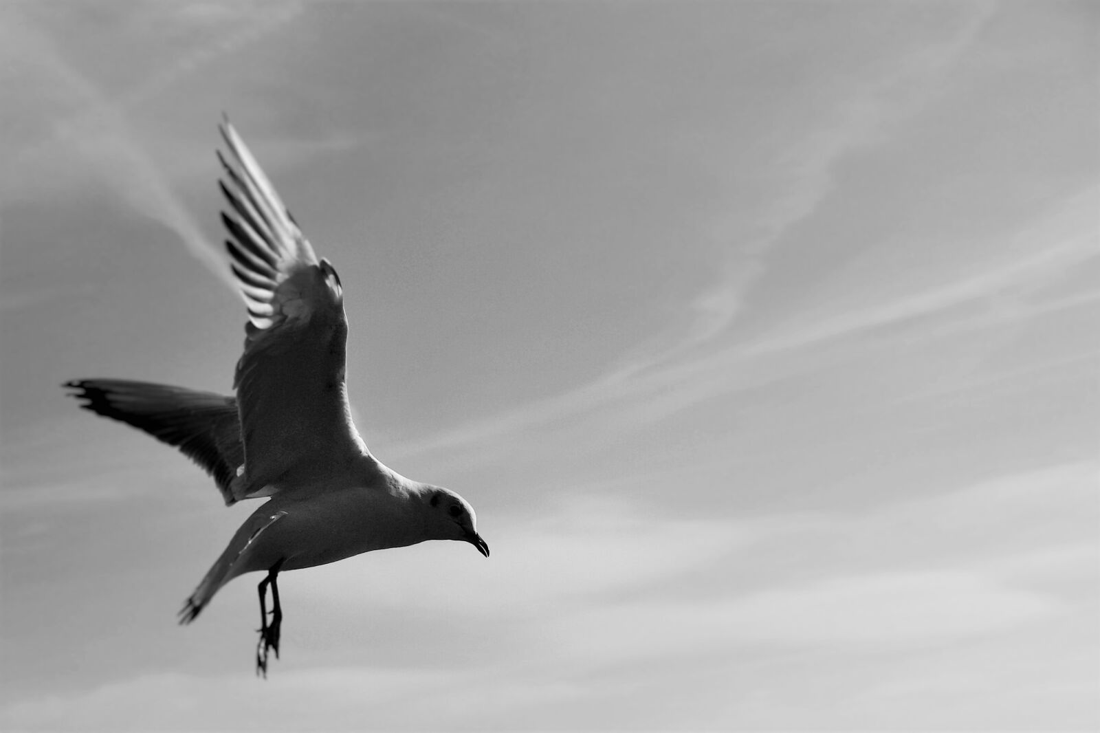 Olympus E-420 (EVOLT E-420) sample photo. Gulls, animals, birds photography
