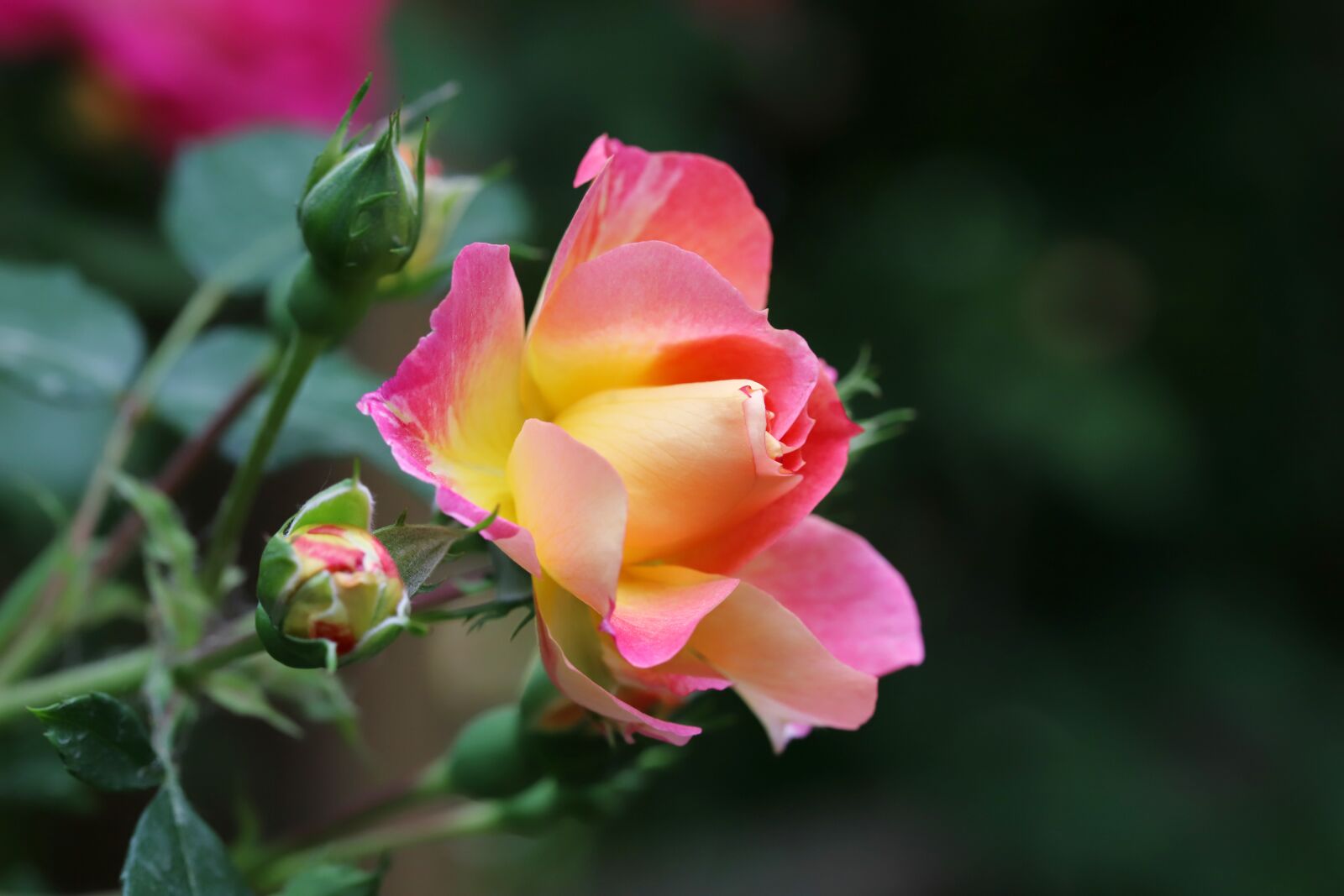 Canon EOS 6D Mark II sample photo. Rose, petal, flowers photography