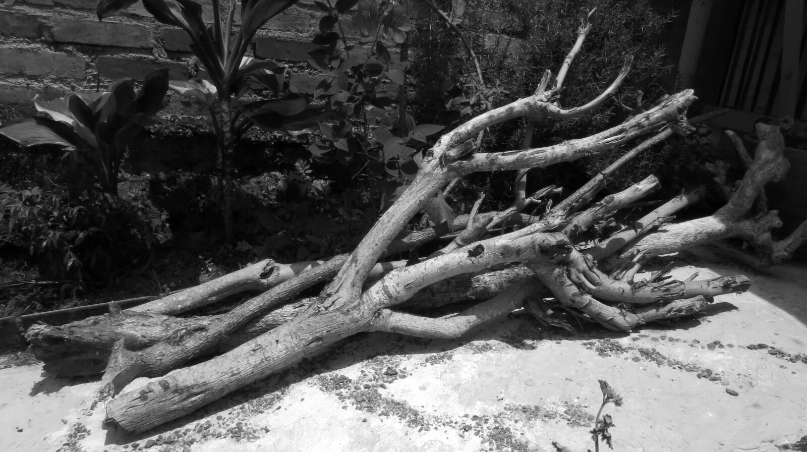 Canon PowerShot SX50 HS sample photo. Black and white, nature photography