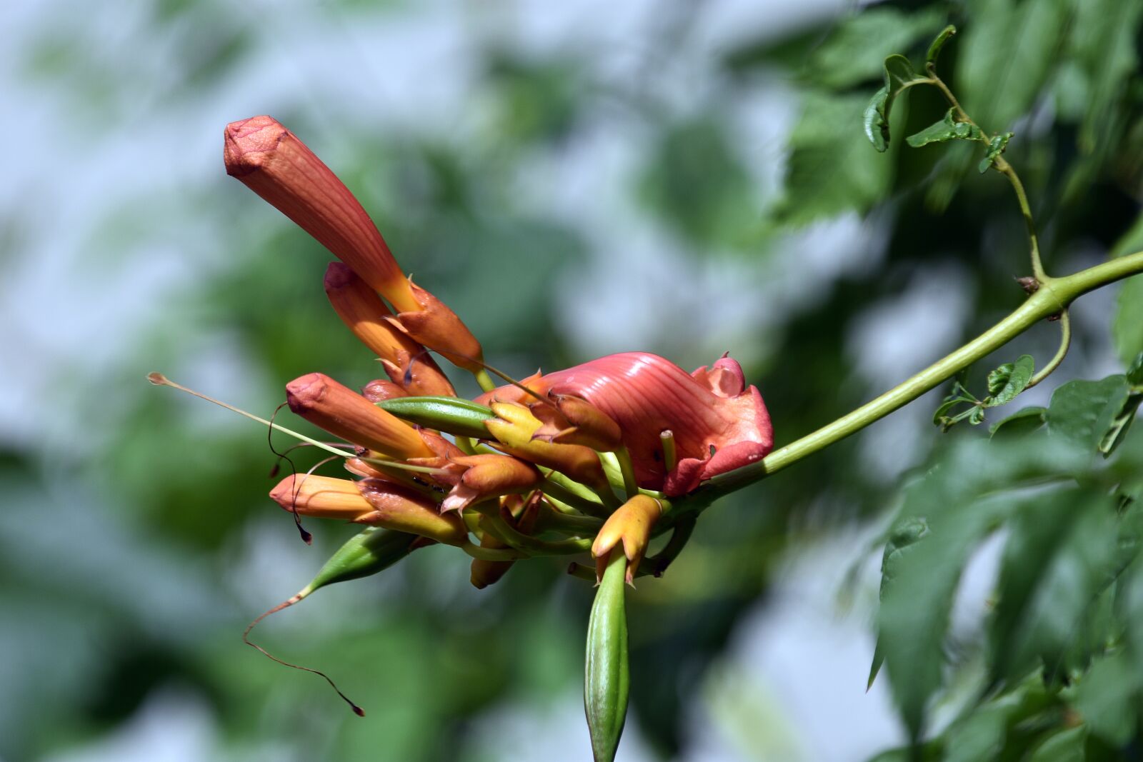 Nikon D3400 sample photo. Flower, flowers, summer photography
