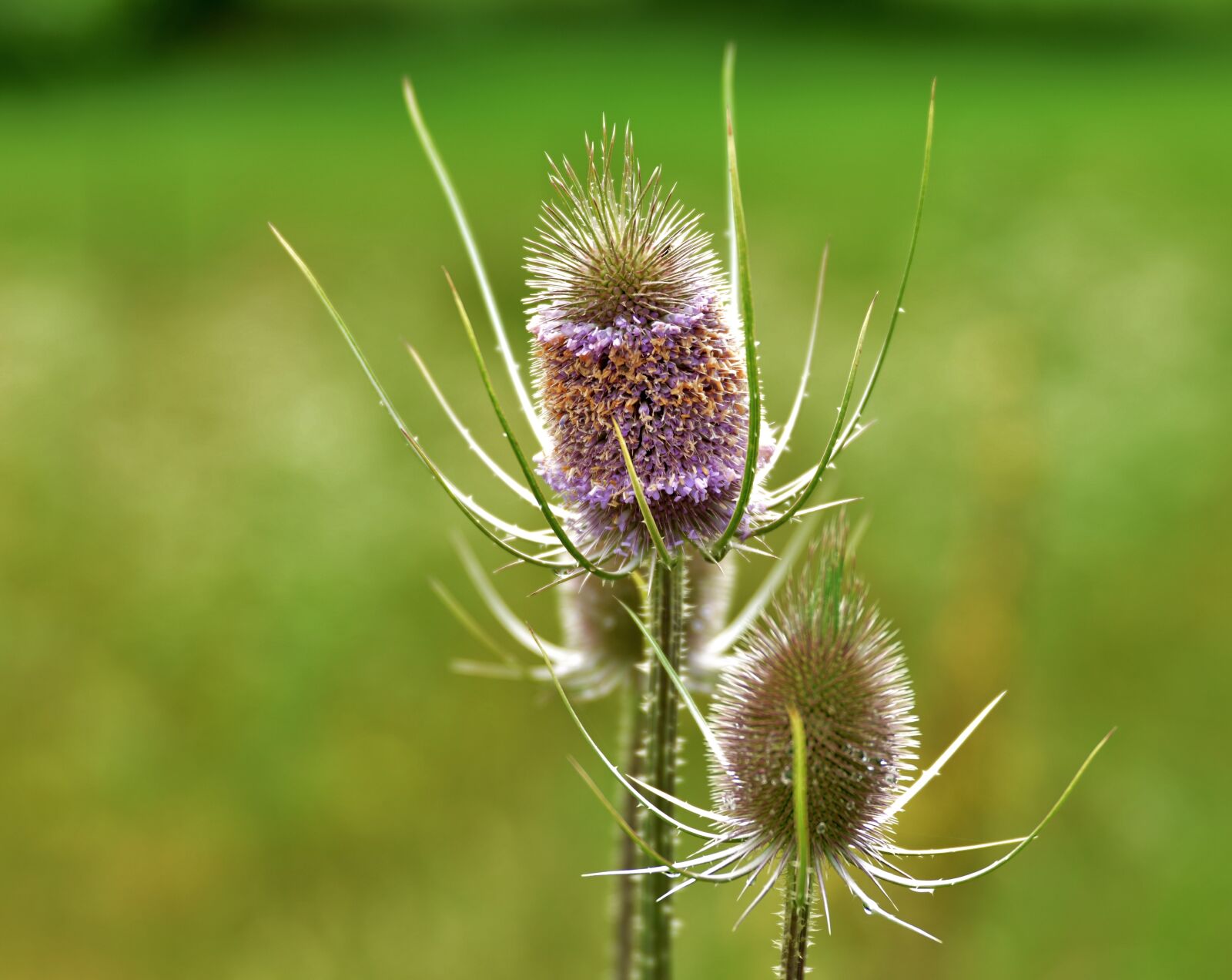 Nikon D600 sample photo. Thistle, bloom, summer photography
