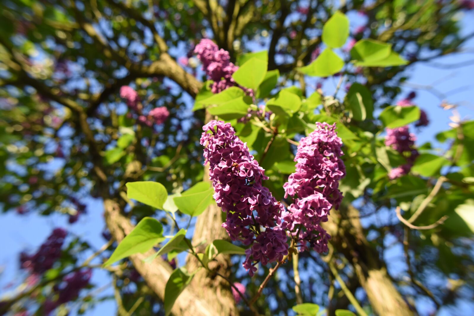 Nikon D5500 sample photo. Lilac, flower, flowers photography