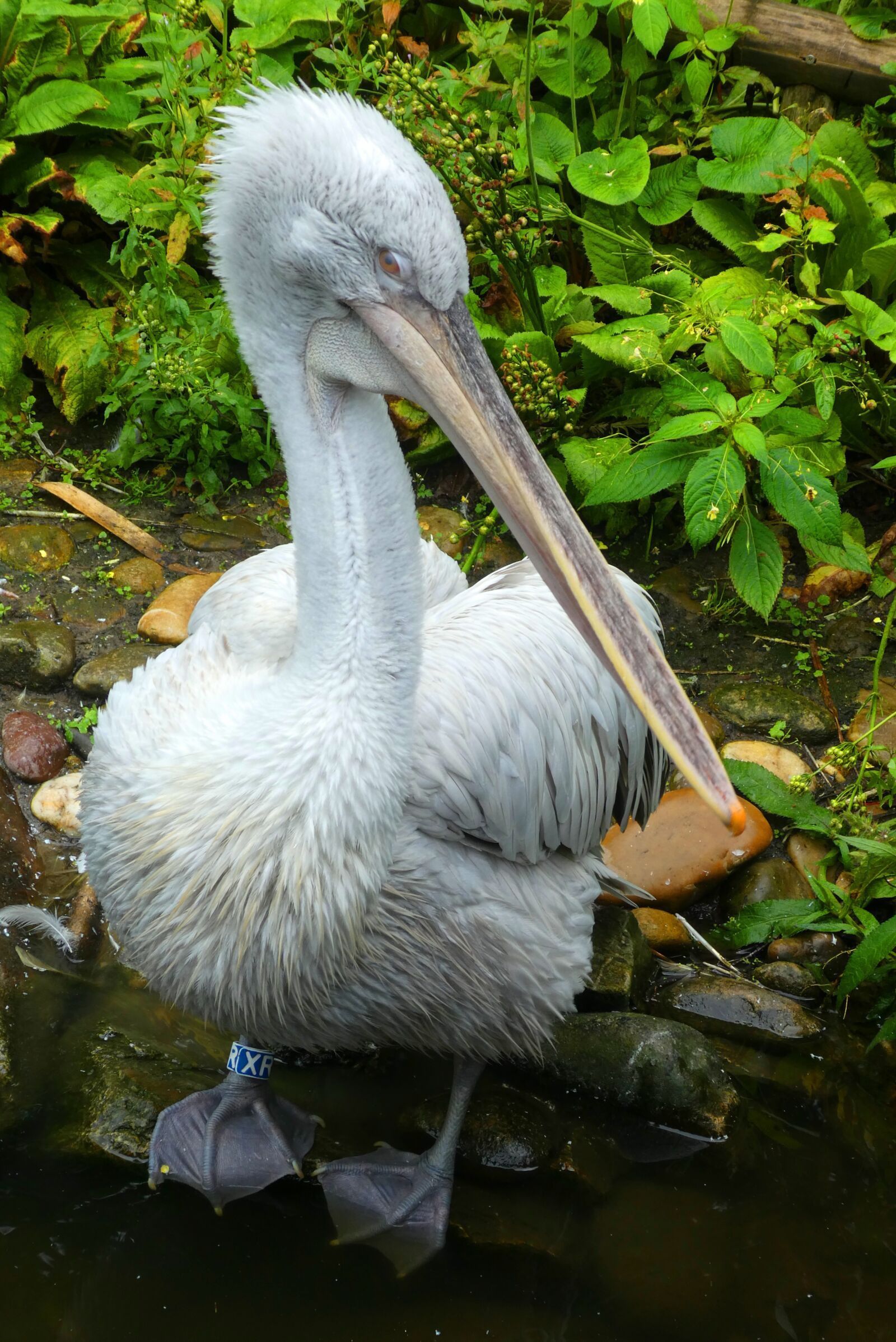 Panasonic Lumix DC-ZS70 (Lumix DC-TZ90) sample photo. Pelican, bird, zoo photography