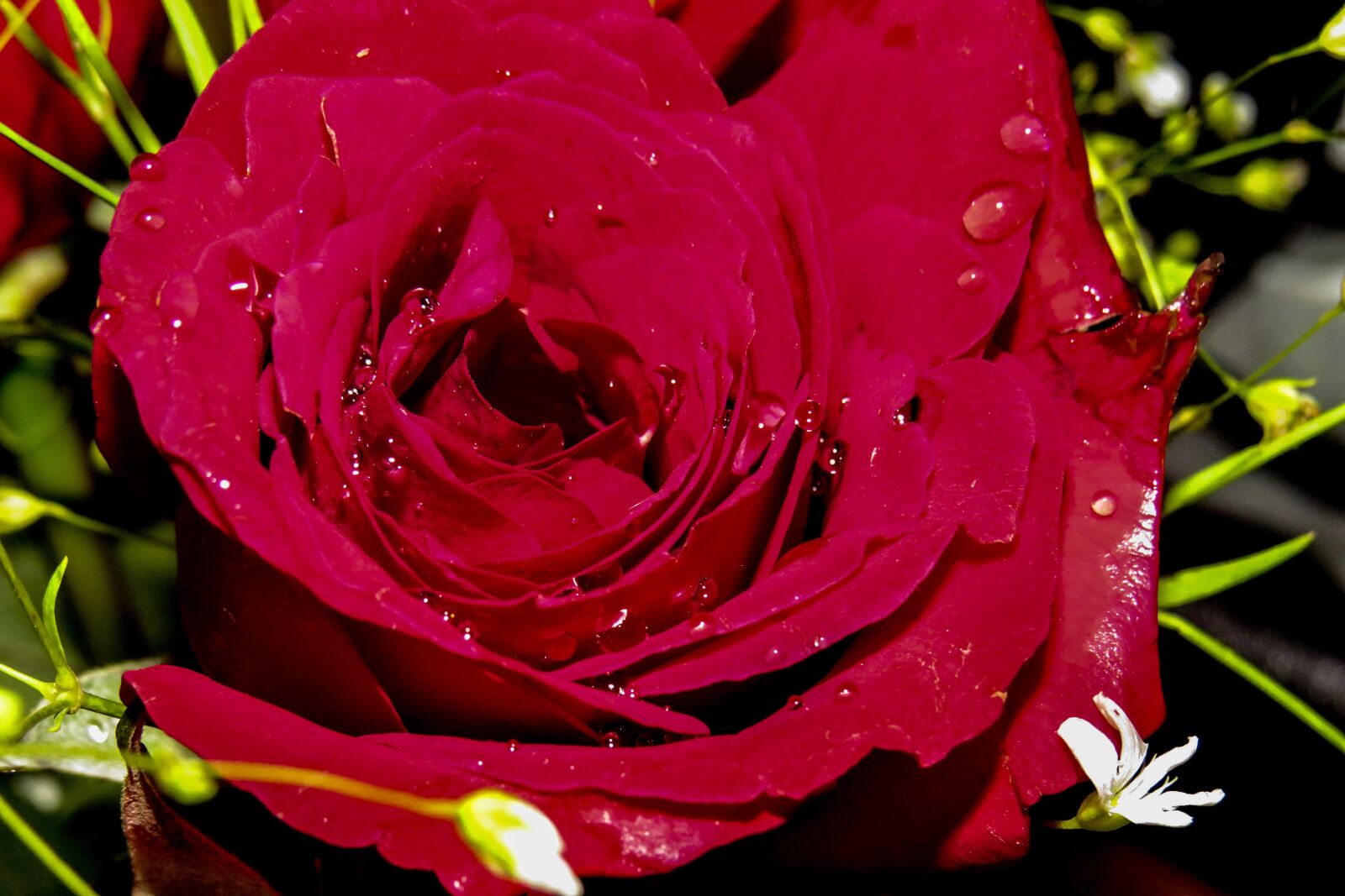 Canon PowerShot SX540 HS sample photo. Red, rose, flowers photography