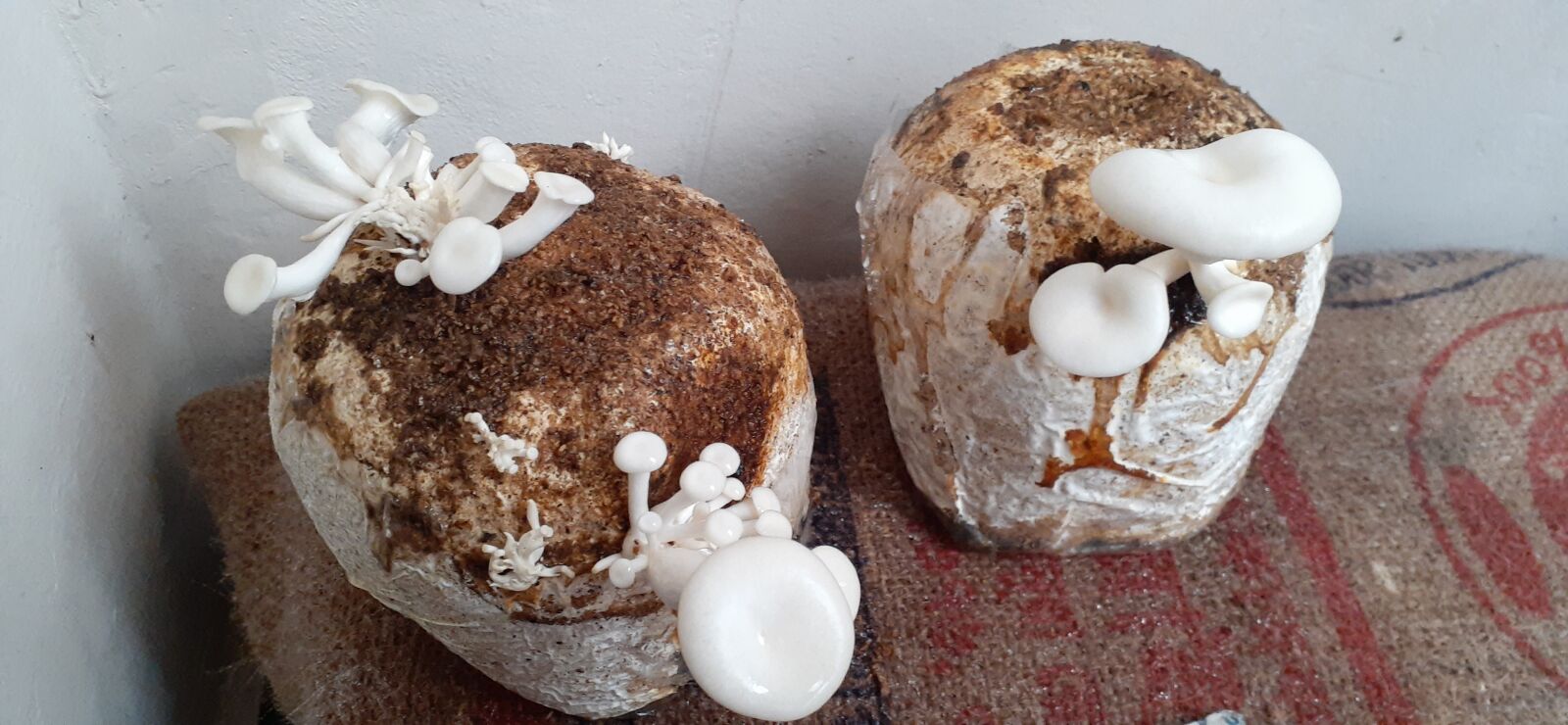 Samsung Galaxy A20 sample photo. Mushroom, home made, garden photography