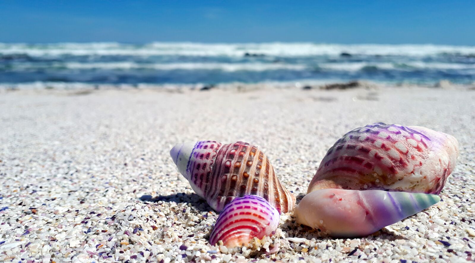 Samsung Galaxy A5(2017) sample photo. Seashell, shell, shells photography