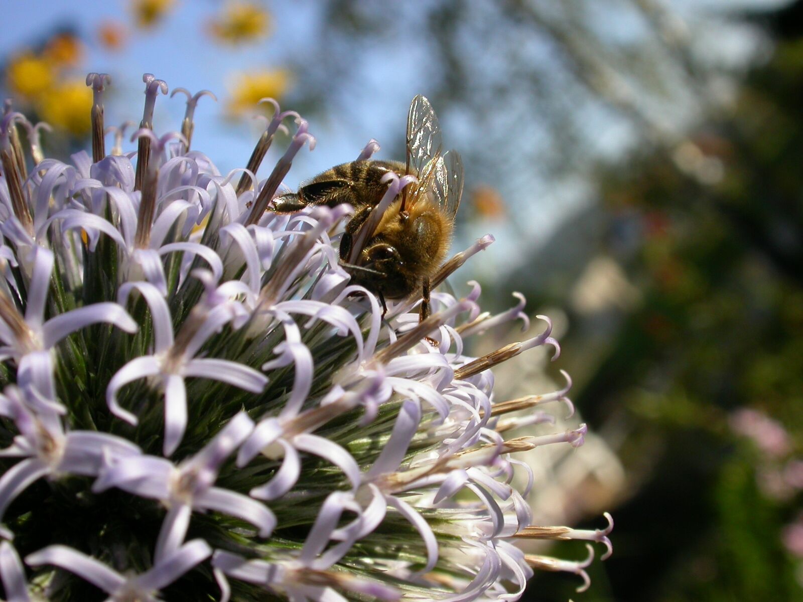 Nikon E4500 sample photo. Bee, nectar, blossom photography