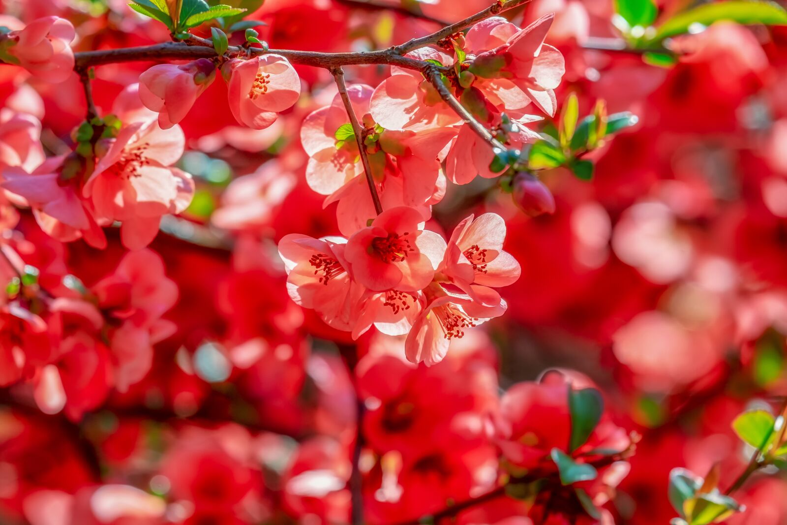 Fujifilm XF 55-200mm F3.5-4.8 R LM OIS sample photo. Bill quince, blossom, bloom photography