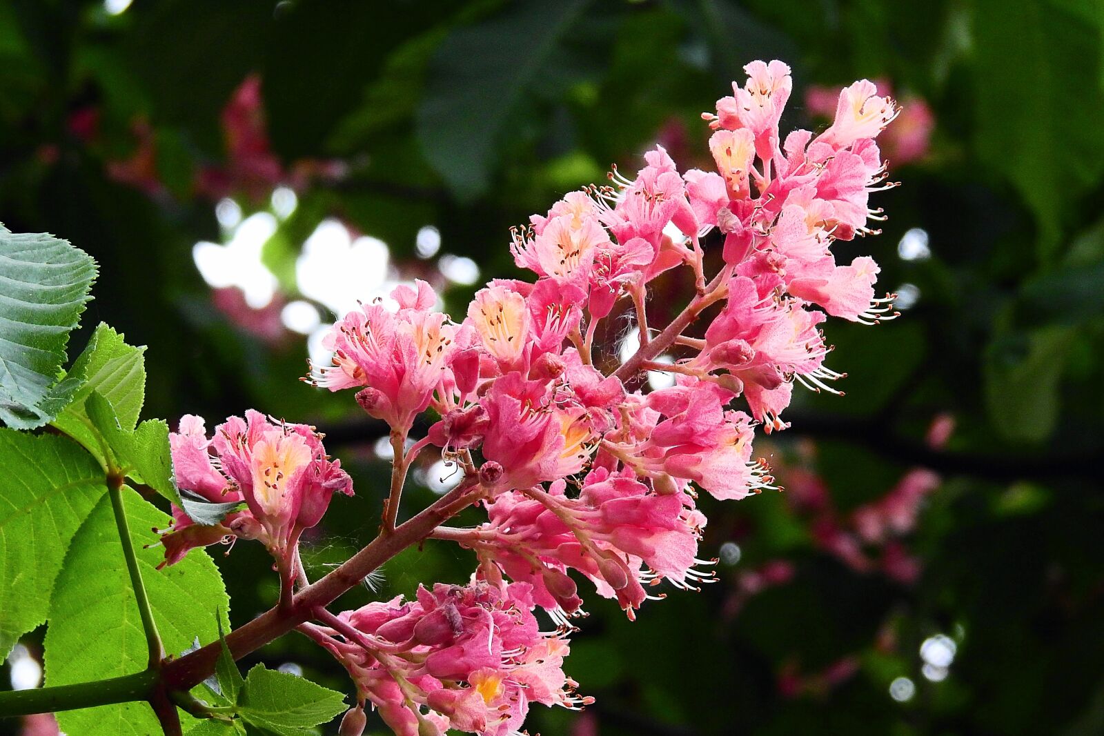 Nikon Coolpix P900 sample photo. Horse chestnut red, nature photography