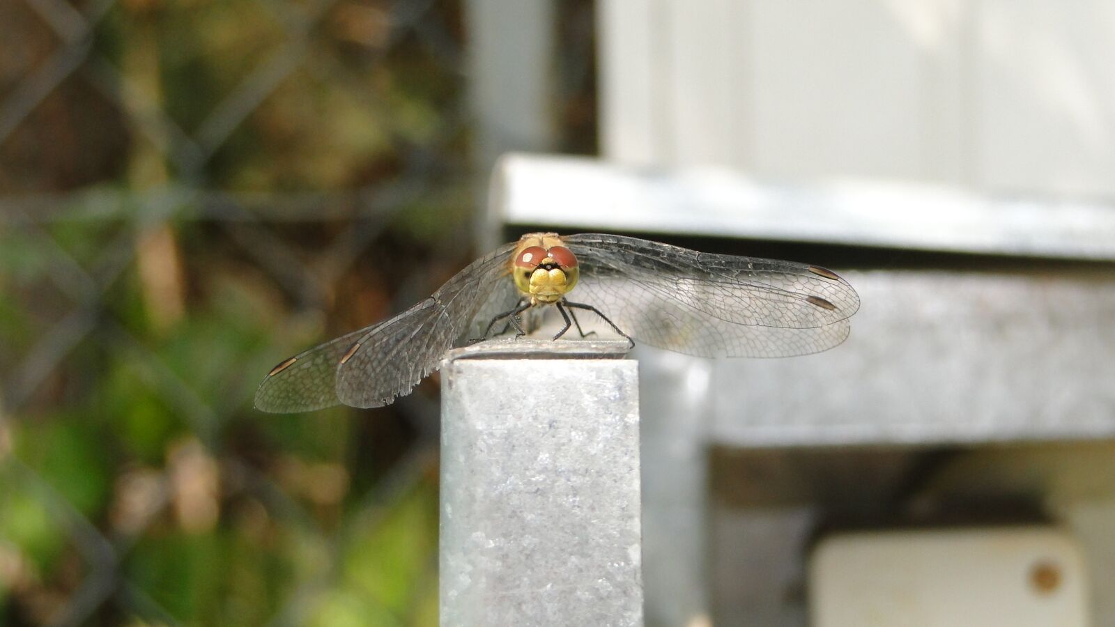 Sony Cyber-shot DSC-HX1 sample photo. Ważka, insect, animal photography