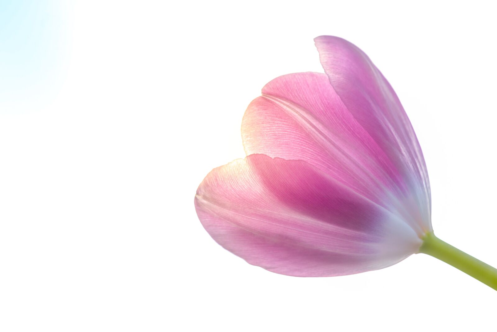 Nikon D610 sample photo. Tulip, pink, dutch photography