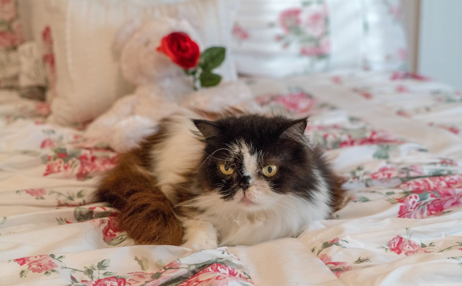 Sony a7R II + Sony FE 24-240mm F3.5-6.3 OSS sample photo. Persian cat, senior, mature photography