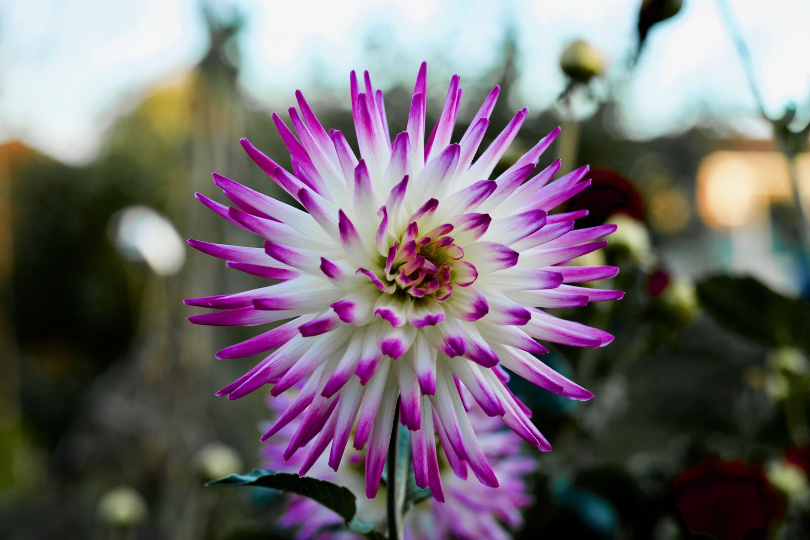 Canon EOS 1100D (EOS Rebel T3 / EOS Kiss X50) + Canon EF 50mm F1.8 STM sample photo. Flower, bloom, blossom photography