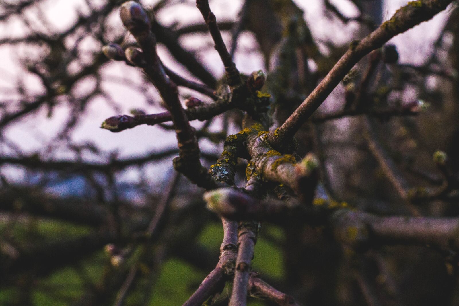 Canon EOS 1100D (EOS Rebel T3 / EOS Kiss X50) sample photo. Tree, blooming, spring photography