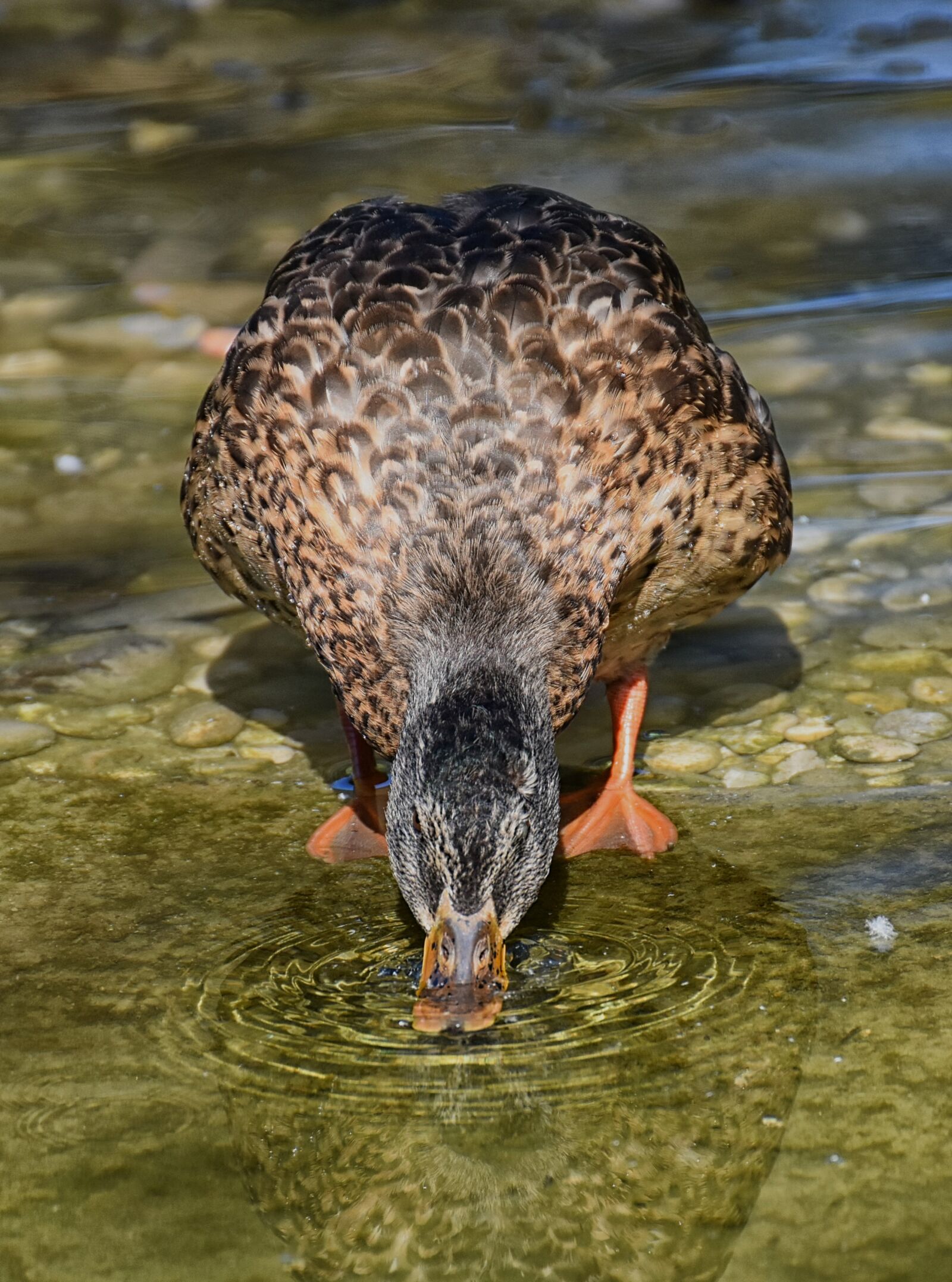 Nikon D7200 sample photo. Mallard, duck, bird photography