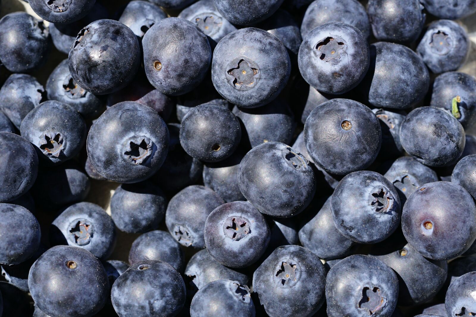 Sony a7R II + Sony FE 90mm F2.8 Macro G OSS sample photo. Blueberries, vaccinium myrtillus, berries photography