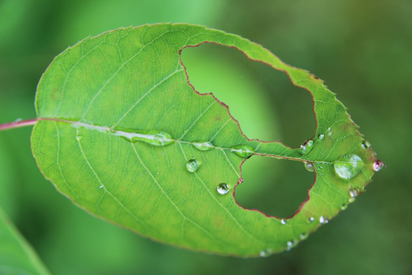 Canon EOS 1200D (EOS Rebel T5 / EOS Kiss X70 / EOS Hi) sample photo. Leaf, nature, foliage photography