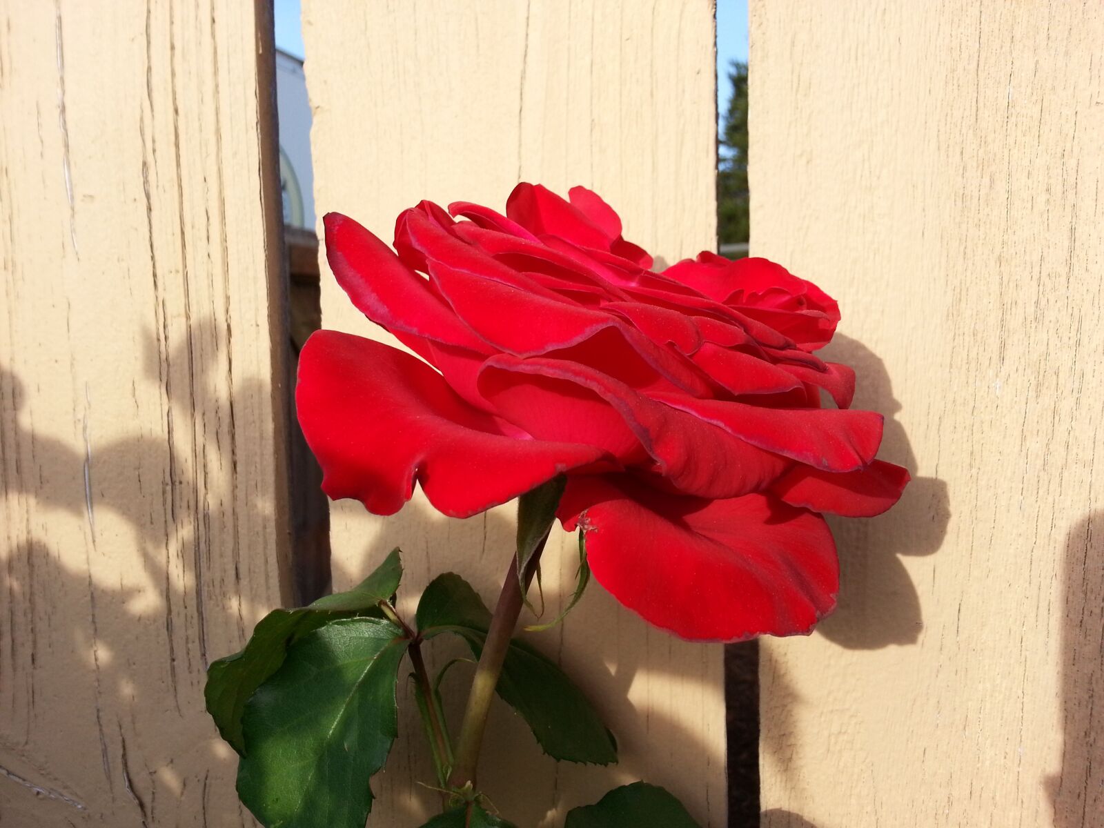 Samsung Galaxy Note2 sample photo. Red rose, flower, bloom photography