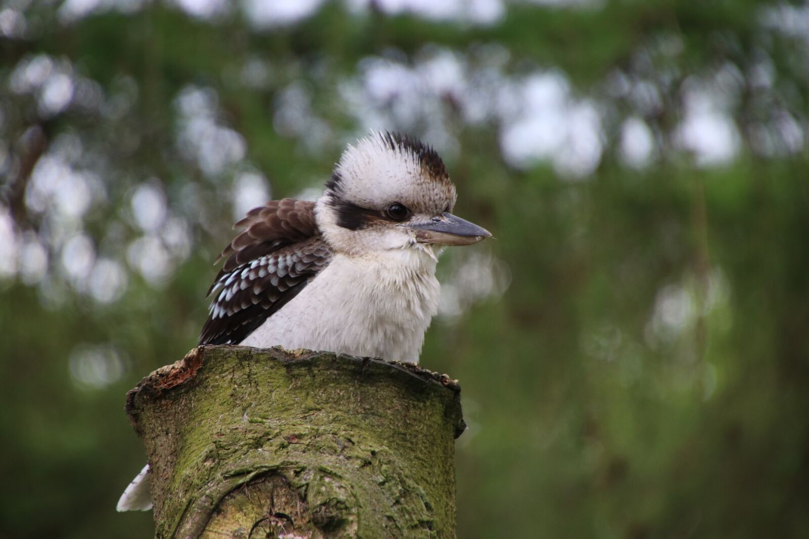 Canon EOS 80D + Tamron 16-300mm F3.5-6.3 Di II VC PZD Macro sample photo. Kookaburra, kingfisher, bird photography