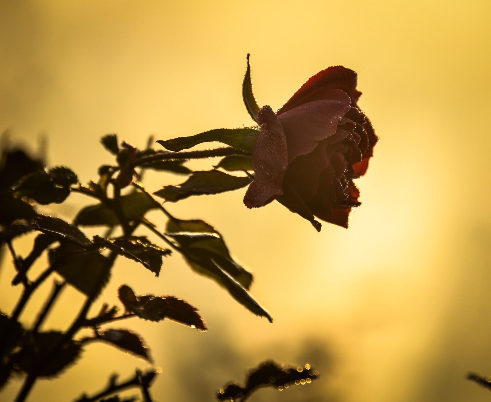 Nikon D5100 sample photo. Flower, morning, bloom photography