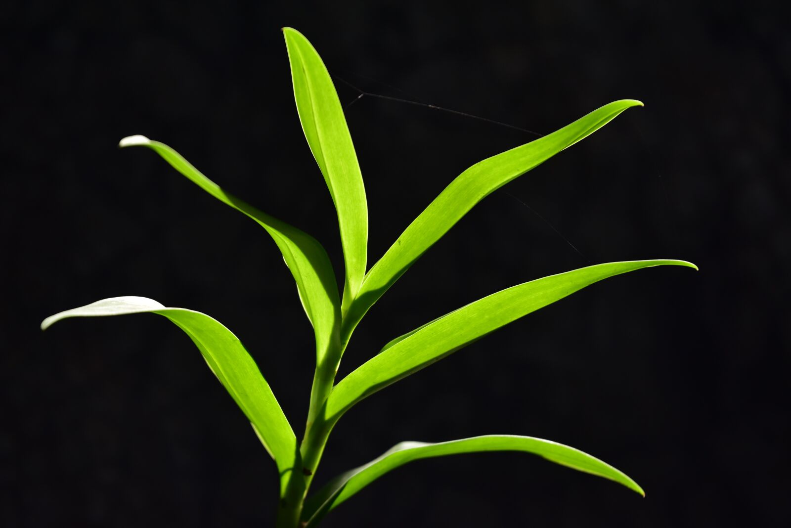 Nikon D3400 sample photo. Flora, growth, leaf photography