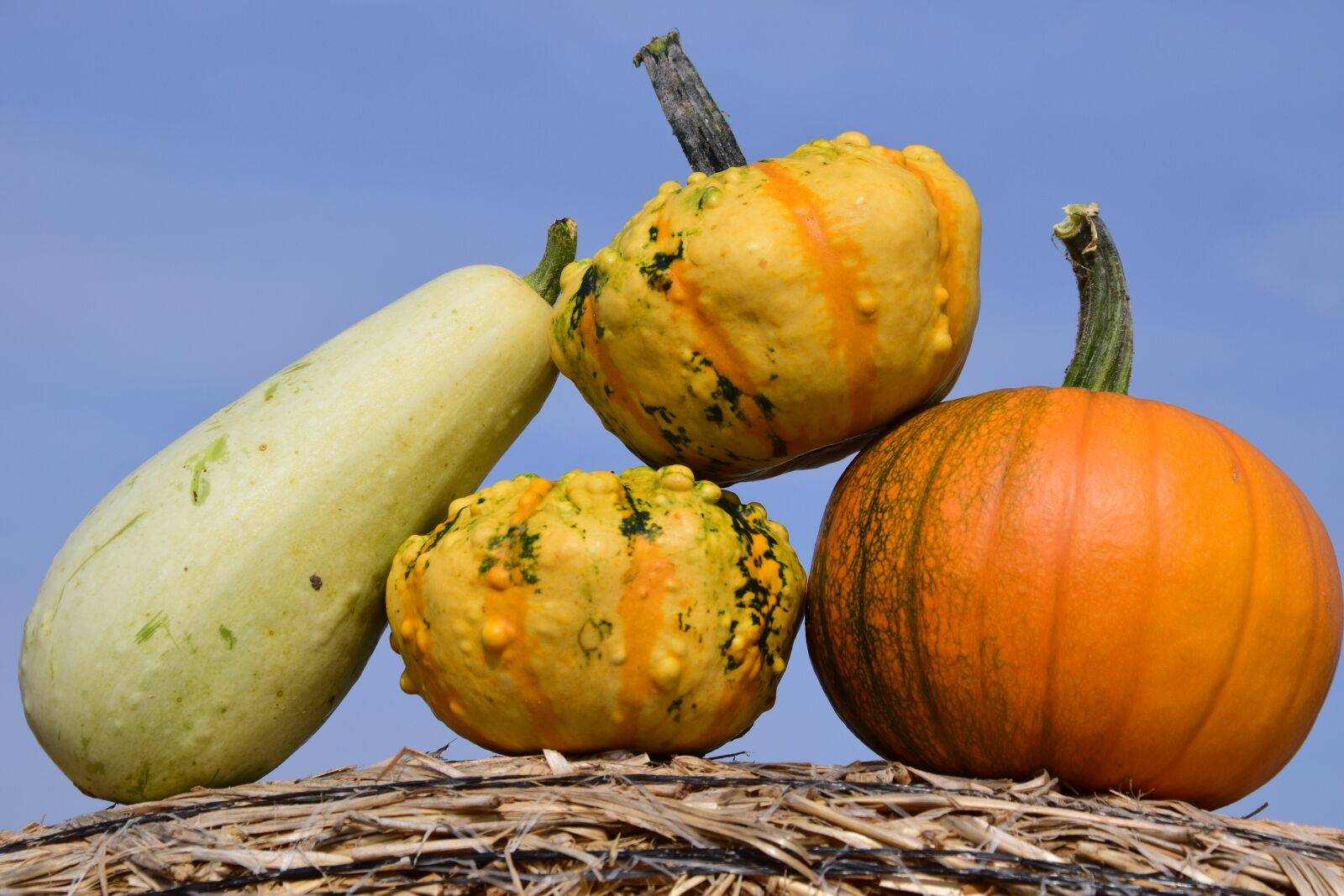 Nikon D3300 sample photo. Pumpkin, sky, autumn photography